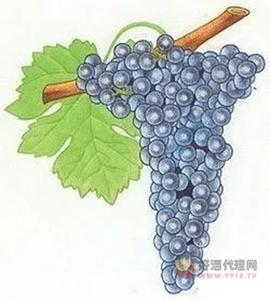 葡萄整串发酵：在乎的是质地，而非单宁！（初学者必读）