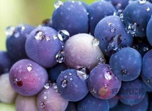 常见酿酒葡萄有哪些，盘点六款经典葡萄品种和产区