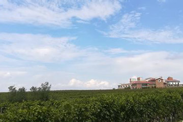 法国康帝城堡庄园葡萄酿酒有限公司